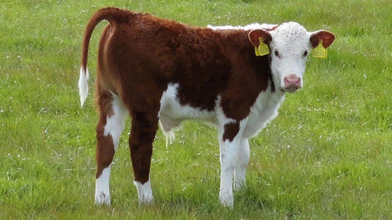 Buzağı desteği 2026: Ödeme tarihi ve tutarlar netleşiyor